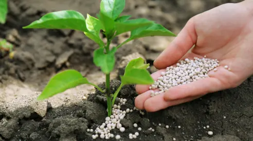 ¿Cuándo dejar de abonar? Señales de que tus plantas ya no lo necesitan