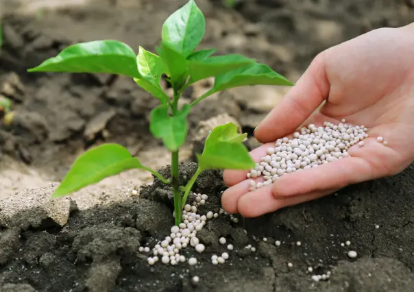 ¿Cuándo dejar de abonar? Señales de que tus plantas ya no lo necesitan