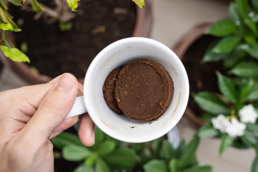 El uso adecuado de fertilizantes es crucial para que las plantas crezcan sanas y produzcan abundantes y saludables frutos. Foto: Canva