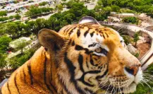 Estos son los huéspedes del nuevo felinario de Animaya en Mérida