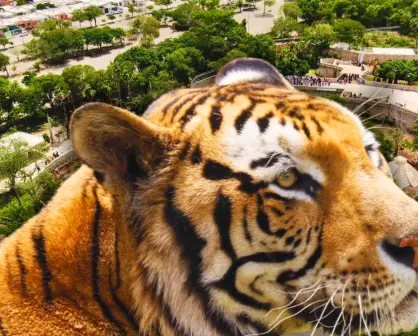 Estos son los huéspedes del nuevo felinario de Animaya en Mérida