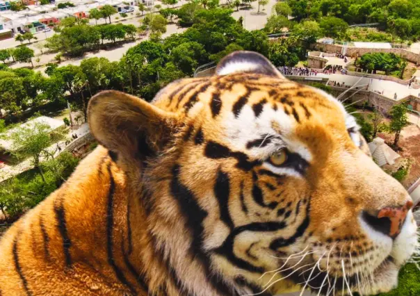Estos son los huéspedes del nuevo felinario de Animaya en Mérida