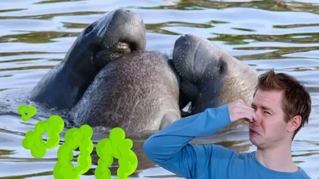 Este animal nativo de Tamaulipas que utiliza sus gases intestinales para controlar su flotación