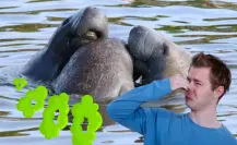 Este animal nativo de Tamaulipas que utiliza sus gases intestinales para controlar su flotación