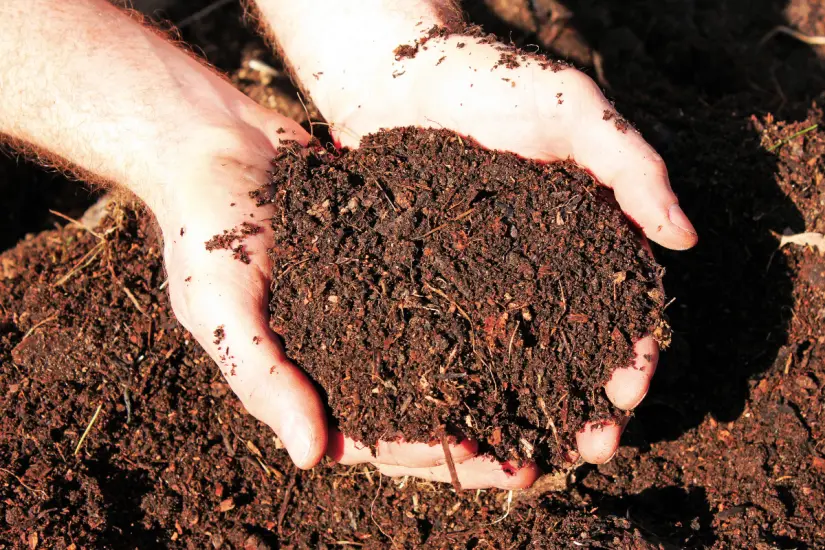 Un buen cuidado de las plantas incluye saber sobre la fertilización para optimizar su crecimiento y supervivencia. Foto: Canva