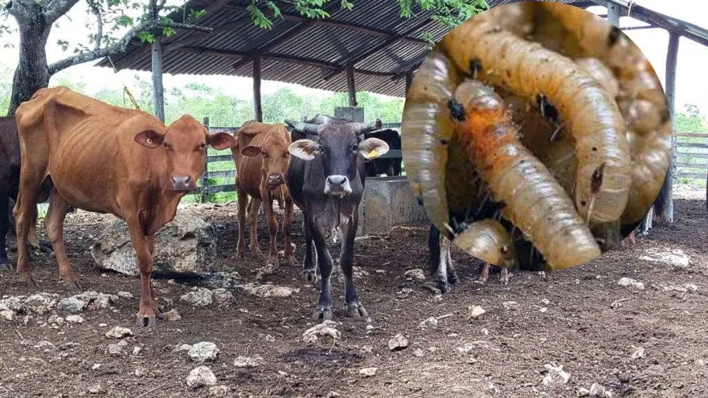 Gusano barrenador en Yucatán: detectan 7 nuevos casos
