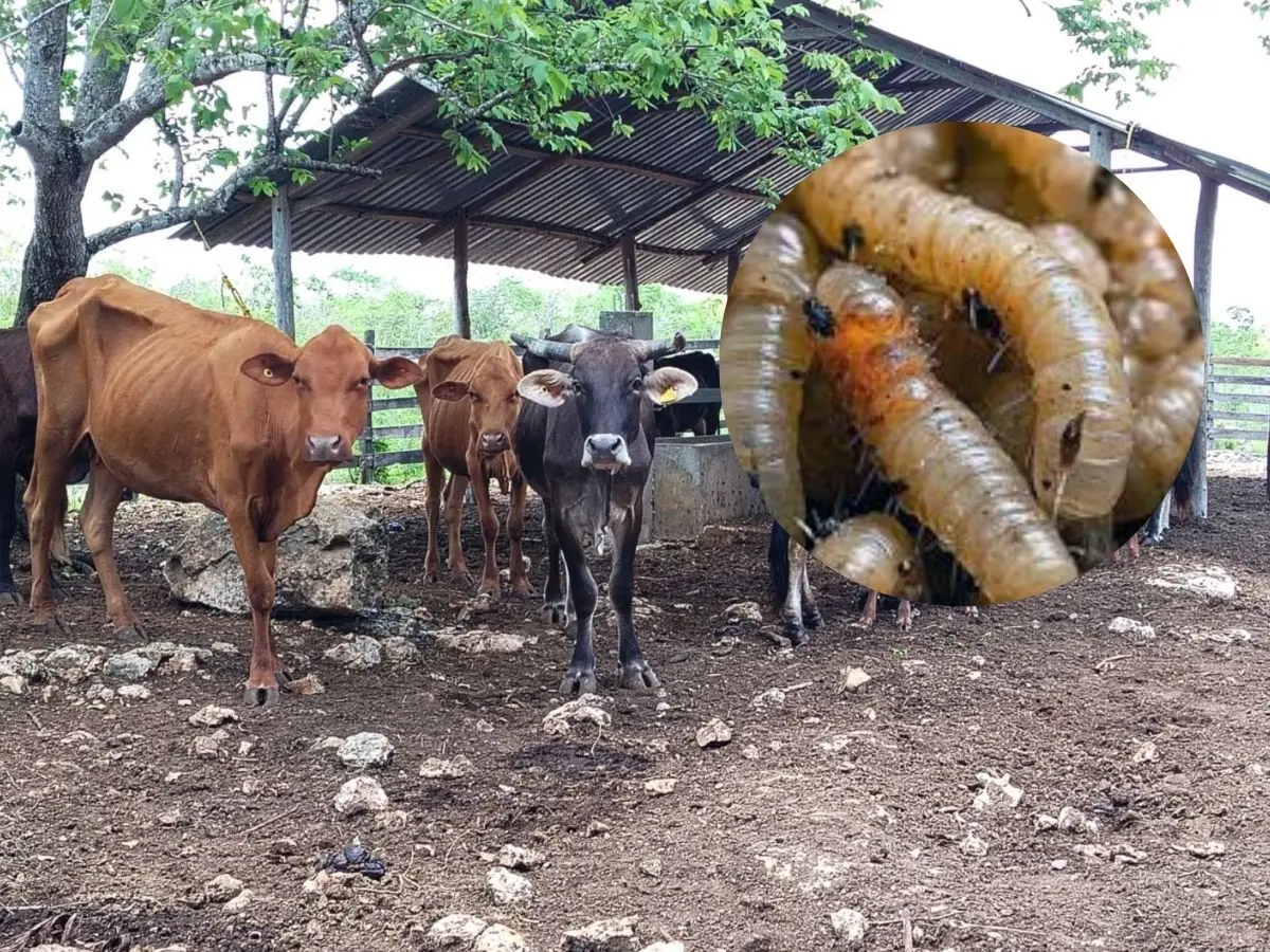En lo que van del presente año se han registrado 26 denuncias de la presencia del gusano barrenado en municipios de Yucatán.- Fuente Chismografo en la red