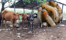 Gusano barrenador en Yucatán: detectan 7 nuevos casos
