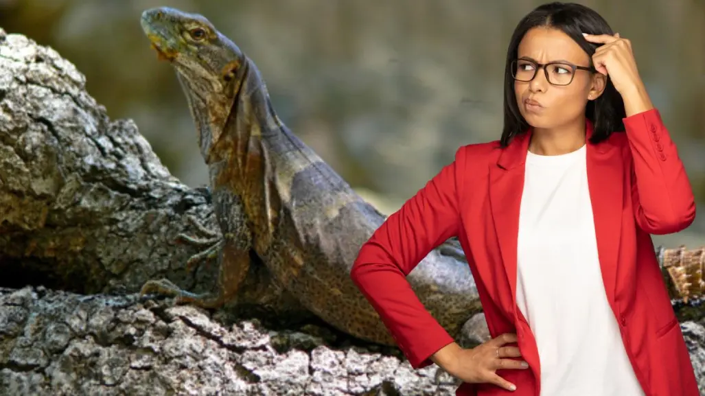 Iguana de cola espinosa: el reptil que solo se encuentra en Baja California Sur
