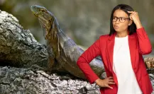 Iguana de cola espinosa: el reptil que solo se encuentra en Baja California Sur