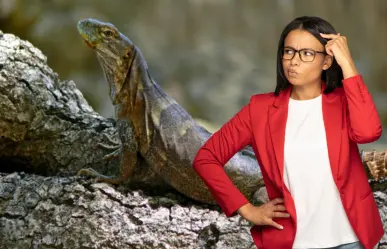 Iguana de cola espinosa: el reptil que solo se encuentra en Baja California Sur