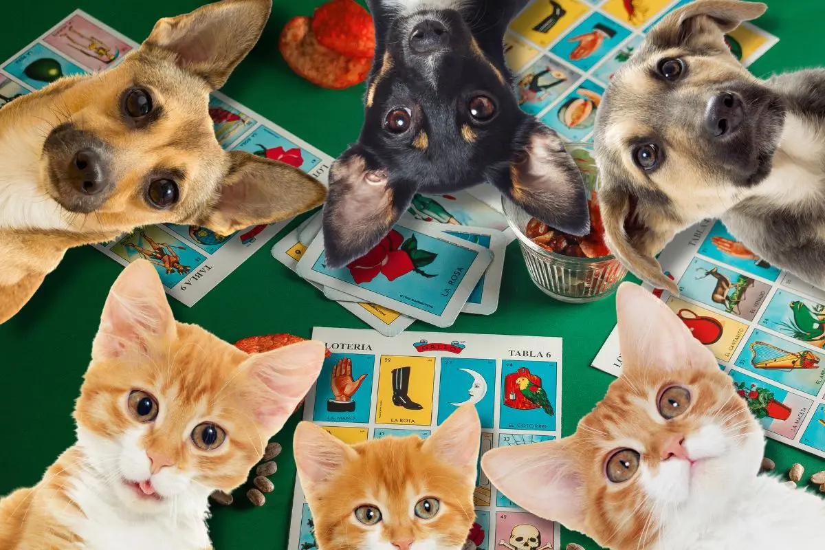 Loteria a beneficio de animales en situación vulnerable en Saltillo / Foto: Composición en Canva