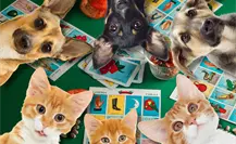 Lomitos al Rescate organiza lotería con causa para ayudar a animales en abandono en Saltillo