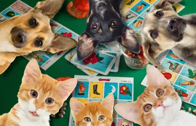Lomitos al Rescate organiza lotería con causa para ayudar a animales en abandono en Saltillo