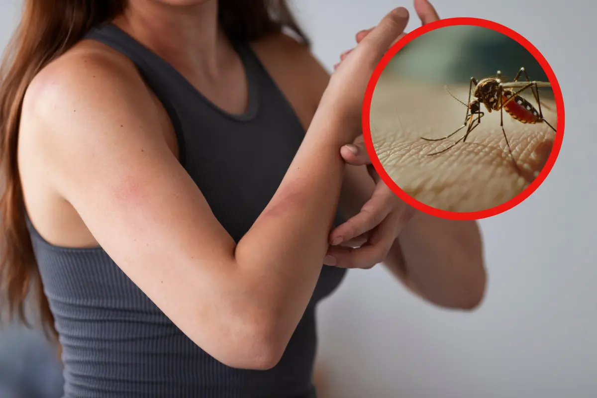 Protege tu hogar de los mosquitos en Tamaulipas utilizando repelentes naturales y trampas caserasunsplash