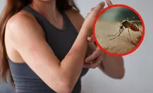 Descubre los mejores remedios caseros para ahuyentar mosquitos en Tamaulipas