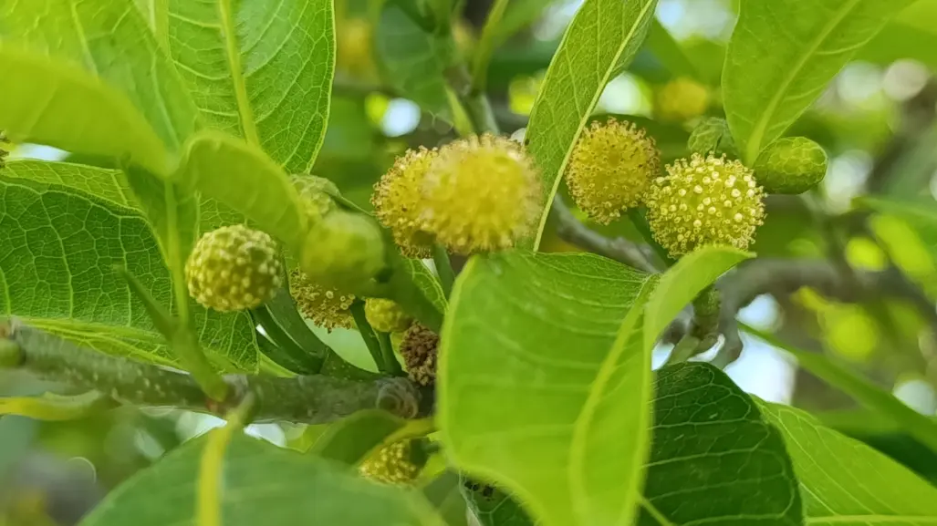 El árbol nativo de Durango cuyo nombre aparece en Chilam Balam y el Popol Vuh