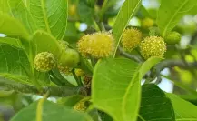 El árbol nativo de Durango cuyo nombre aparece en Chilam Balam y el Popol Vuh