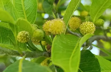 El árbol nativo de Durango cuyo nombre aparece en Chilam Balam y el Popol Vuh