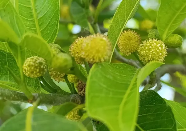 El árbol nativo de Durango cuyo nombre aparece en Chilam Balam y el Popol Vuh