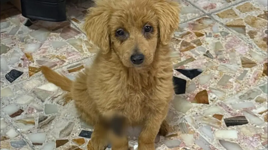 La perrita de CDMX que intentaron vender como Golden y casi la matan por decolorarla