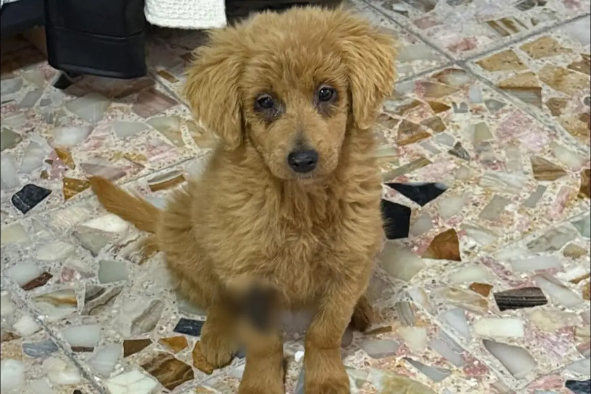 Perrita lastimada de su piel por ser teñida en CDMX. Foto: IG (@adoptaunangelmascota)