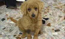 La perrita de CDMX que intentaron vender como Golden y casi la matan por decolorarla