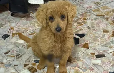La perrita de CDMX que intentaron vender como Golden y casi la matan por decolorarla