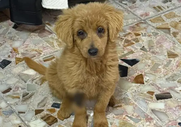 La perrita de CDMX que intentaron vender como Golden y casi la matan por decolorarla