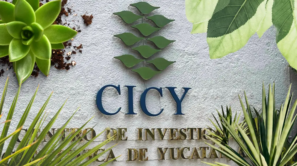 ¿Cómo se estudian las plantas y cuál es su impacto científico en Yucatán?