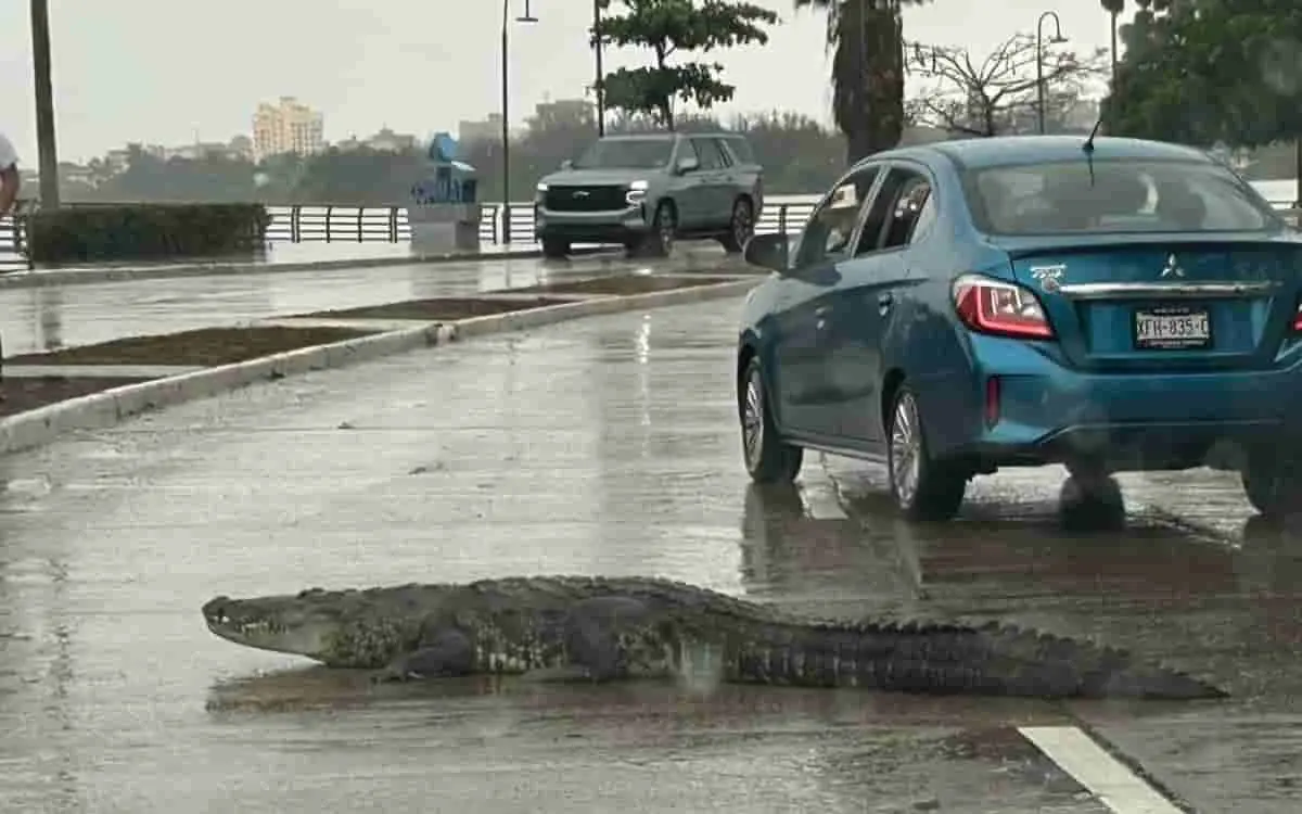 En colonias de Tampico y Altamira, el aumento de estos reptiles, sobre todo tras las intensas lluvias, ha provocado sustos entre vecinos y visitantes. Foto: Protección Civil