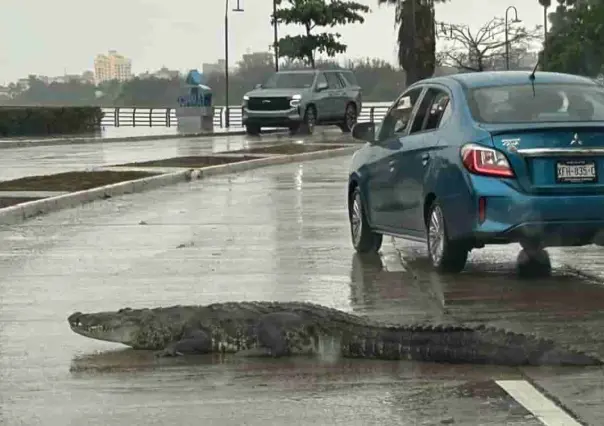 ¿Por qué los cocodrilos son el nuevo foco de atención en la Mesa de Seguridad en Tamaulipas?