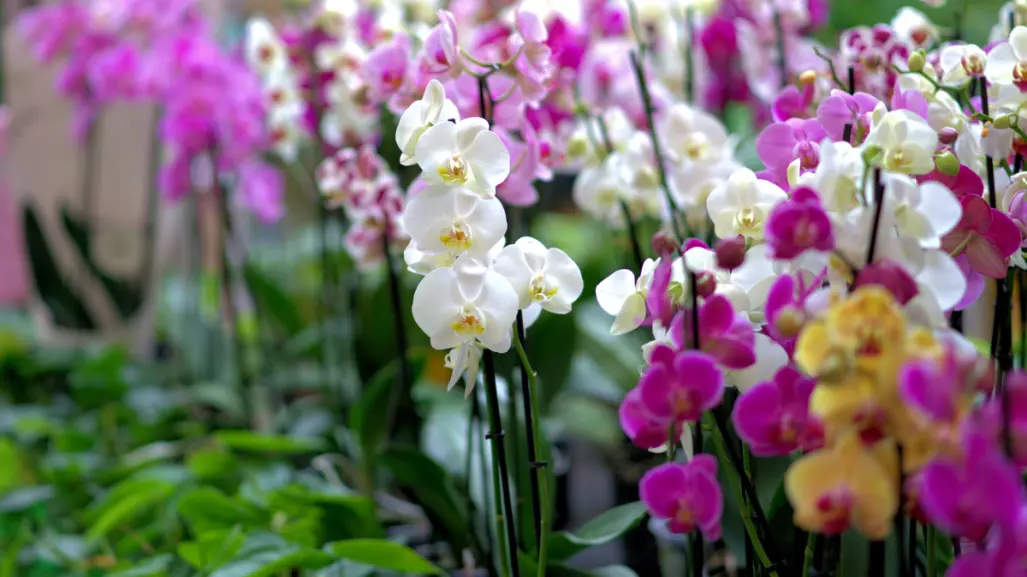 Cómo fertilizar tus orquídeas con ingredientes naturales y sin dañarla