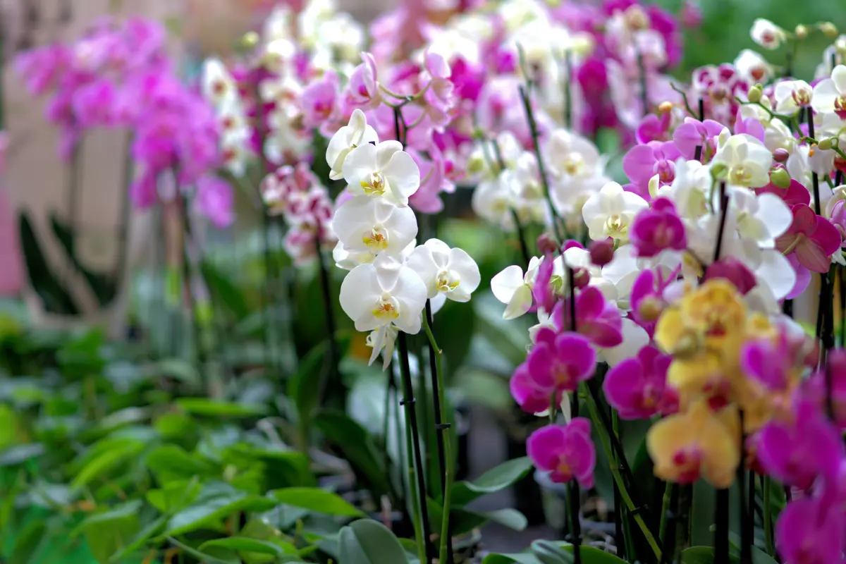 Descubre cómo un abono casero puede ayudar a que tus orquídeas florezcan de manera natural y saludable. Foto: Canva