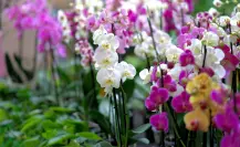 Cómo fertilizar tus orquídeas con ingredientes naturales y sin dañarla