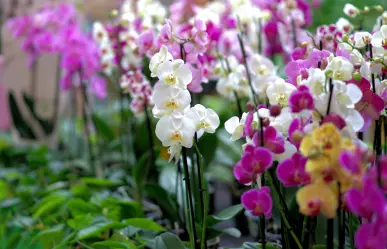 Cómo fertilizar tus orquídeas con ingredientes naturales y sin dañarla