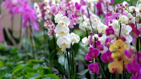 Cómo fertilizar tus orquídeas con ingredientes naturales y sin dañarla