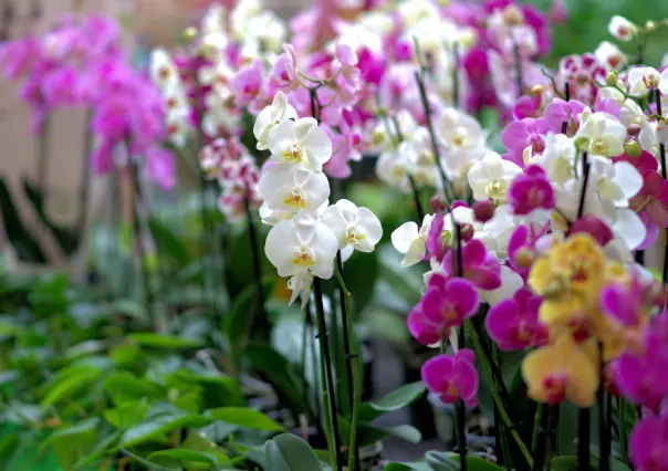 Cómo fertilizar tus orquídeas con ingredientes naturales y sin dañarla