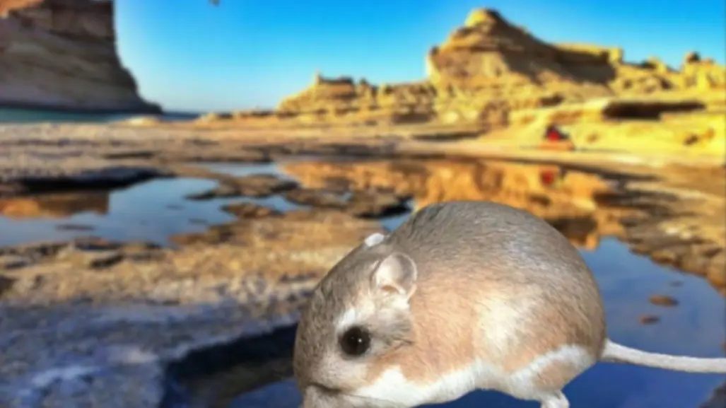 Conoce a la rata canguro de largas patas que vive solo en Baja California Sur