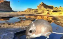 Conoce a la rata canguro de largas patas que vive solo en Baja California Sur