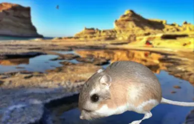 Conoce a la rata canguro de largas patas que vive solo en Baja California Sur