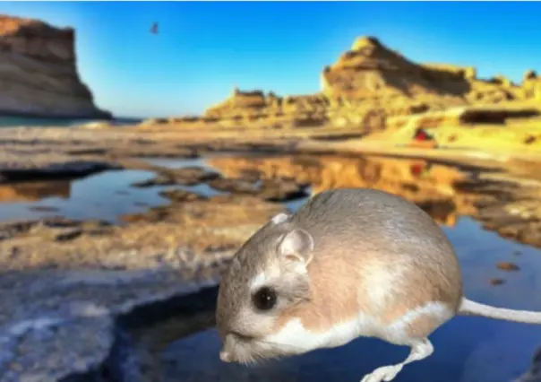 Conoce a la rata canguro de largas patas que vive solo en Baja California Sur