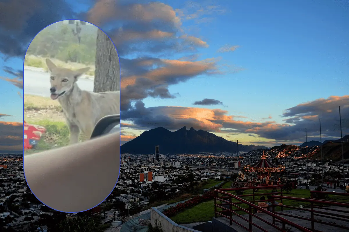 La usuaria, la_plumbago, logró captar en video a nada más y nada memos que un coyote. Foto: Canva.