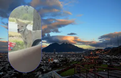 ¡Sigue el Jumanji Nuevo León! Graban a coyote en García