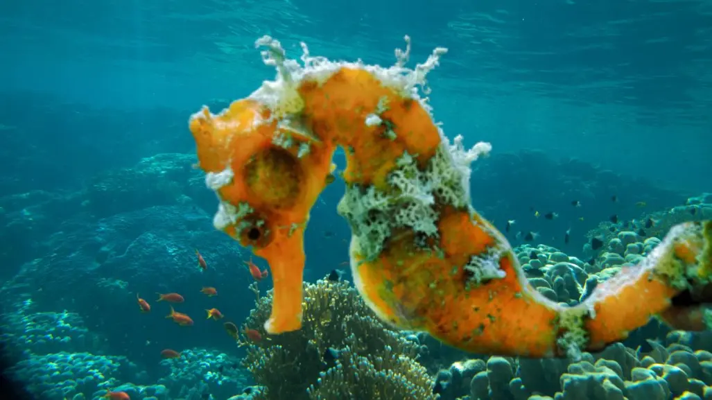 El caballito de mar nativo de Baja California Sur que pocos han visto y fascina por su tamaño