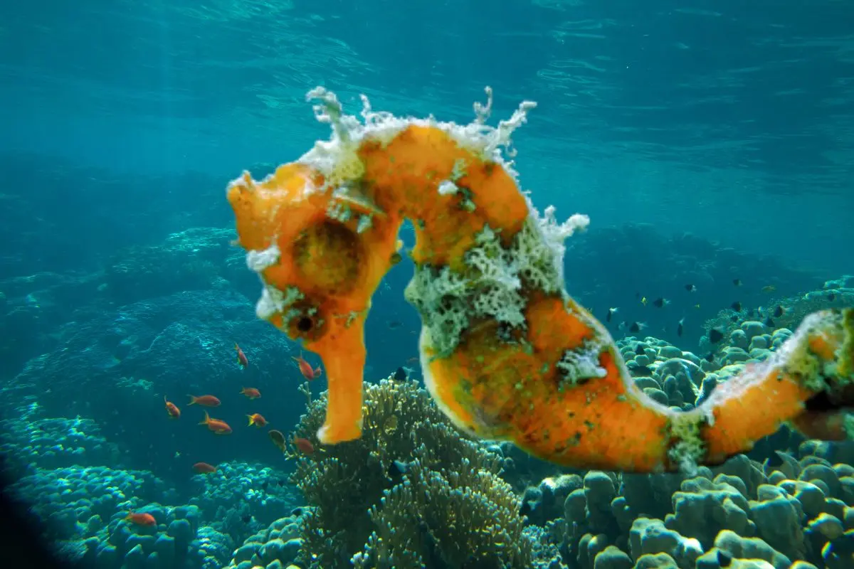 Este ejemplar es el más grande del mundo, nativo del golfo de California. Foto: iNaturalist.org | Foto: Biblioteca Canva