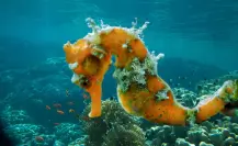 El caballito de mar nativo de Baja California Sur que pocos han visto y fascina por su tamaño