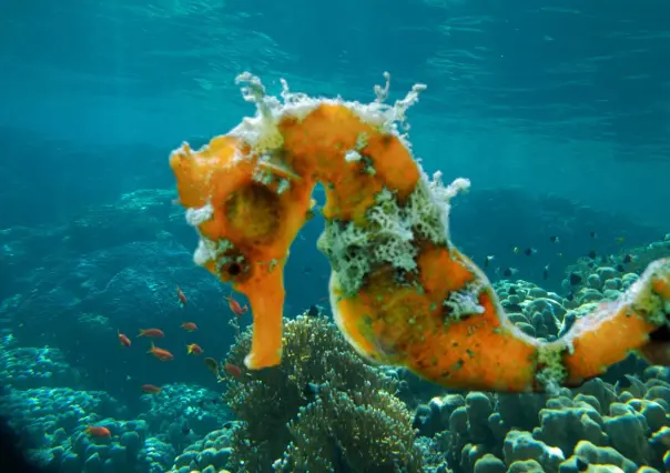 El caballito de mar nativo de Baja California Sur que pocos han visto y fascina por su tamaño