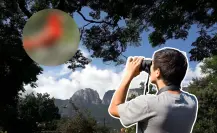 Este animal nativo de Nuevo León no migra, canta todo el año y decora los árboles con su color rojo