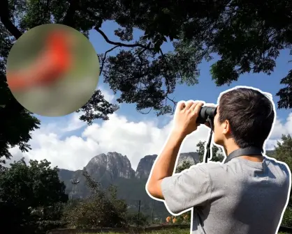 Este animal nativo de Nuevo León no migra, canta todo el año y decora los árboles con su color rojo